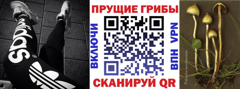 Псилоцибиновые грибы мицелий  Нижнекамск 
